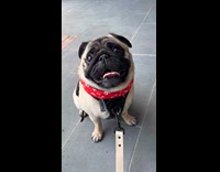 Pug snort and smile face week starter