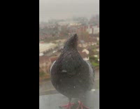 Pigeon stands on windowsill 