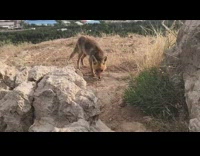 Brown fox hike city view guy rocks
