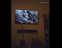 [third party] Pitbull barks when owner names any type of animal on tv 