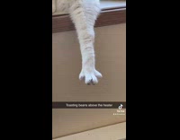 Collab BitchMP - Cat sitting on window ledge with single foot off of it 