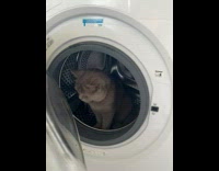 Cat is sitting in washing machine