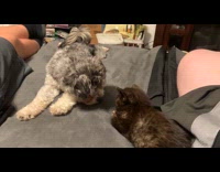 Dog pets black kitten on the head