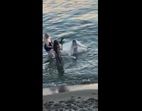 Three women bikini veil video shoot beach