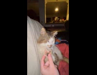 Woman scratching cats paw with missing toe 