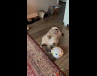 Filmer tries to play cats got ignored