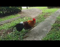 Rooster pecks camera when guy gets close 