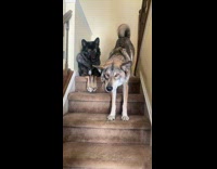 Two dogs on stairs howl when asked