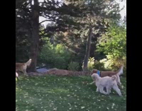 white dog holding other brown dogs leash