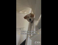 Pet dog golden retriever daily routines in the house