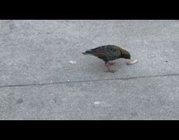 Bird on street eating small fish