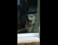 Dog sticks tongue mouth teeth against glass