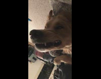 Golden retriever dog lays on back snaggletooth 