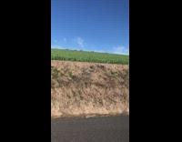 Girl riding bicycle sees five brown elk 