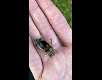 Person hold bug almost hollow but still moves