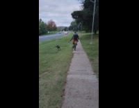 Guy walks dog while riding bicycle