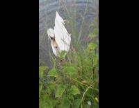 Guy feeds swan and gets bitten