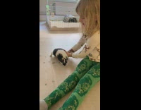 Kid Puts Aside Piglet then Runs Back to Her