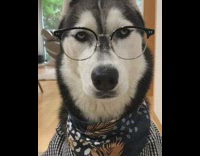 Husky dog glasses black white checkered jacket 