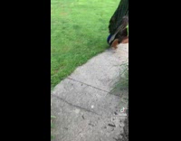 Peacock waiting outside of home for woman 