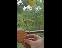 Woman feed crow on balcony with biscuit