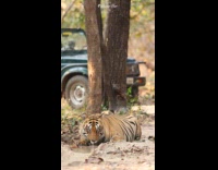 Collab PubityPets - Tiger Drinks Water from Puddle then Walks
