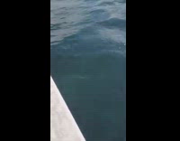 Close Encounter with a Female Humpback Whale﻿