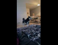 Collab BitchMP - Husky arguing with owner in house 