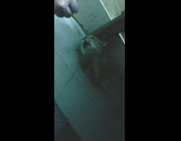 Cat laying down tries to grab pencil 