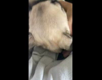 Collab PLC - Pet pug dog lie down with eyes in deep sleep