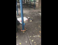 Two pigeons eat dropped pizza sidewalk rain