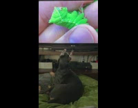 Pet dog in front of television watches YouTube