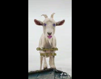 Guy stitches video of goats butts