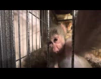 Pet monkey touches and curious about the camera outside the cage