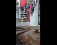 Orange cat plays fetch blue toy backpack