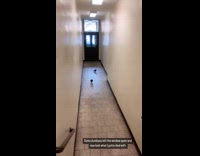 Two pigeons stuck in apartment flies inside