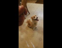 Dog gives guy a hug for treat