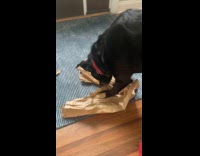 Pet black dog rip apart paper bag