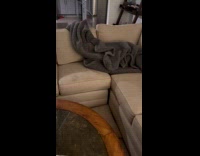 Black dog hides under blanket on couch