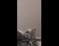 Girl makes slurping licking noise grey cat 