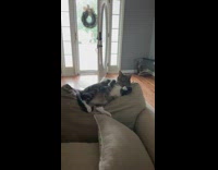 Cat lays on brown couch cushion girl 