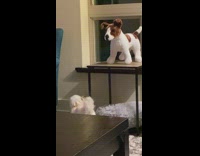 White puppy reacts to dog toy 