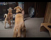 Dog bark at hooman excited for his meal