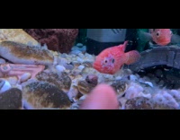 Fish in tank follow finger of owner