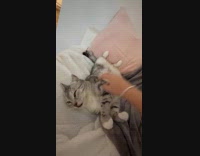 Woman wakes up gray cat from deep sleep