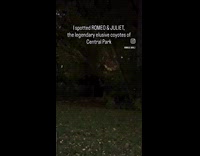 Coyotes spotted with eyes glared at park