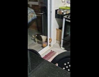 Dog bites ball tries to enter house