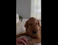 Dogs head and face swollen bitten by rattlesnake 