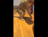 Collab PLC - Cat steals food from the box