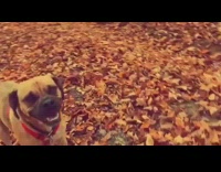 music brown dog getting carried by owner and walking around